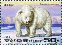 Polar Bear (Ursus maritimus)