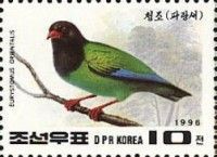 Oriental Dollarbird (Eurystomus orientalis)