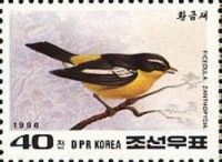 Yellow-rumped Flycatcher (Ficedula zanthopygia)