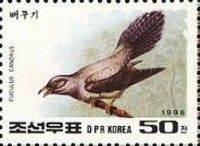 Common Cuckoo (Cuculus canorus)