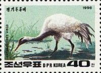 Demoiselle Crane (Anthropoides virgo)
