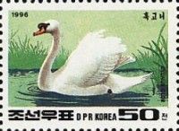 Mute Swan (Cygnus olor)