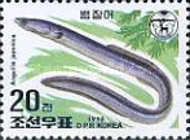 Japanese Eel (Anguilla japonica)