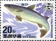 So-iuy Mullet (Liza haematocheila)