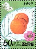 Prunus sibirica