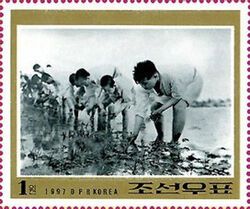 Kim Il Sung Transplanting Rice