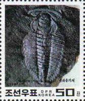 Redlichia chinensis