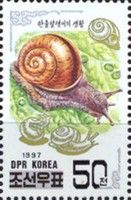 Snail (Fruticicola lubuana)