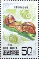 Snail (Fruticicola lubuana)