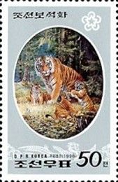 Siberian Tiger (Panthera tigris altaica)
