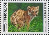 Tiger (Panthera tigris)