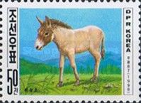 Donkey (Equus asinus asinus)