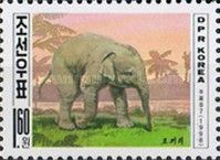 Asian Elephant (Elephas maximus)