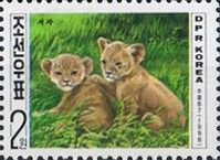 Lion (Panthera leo)