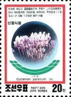 Cyclamen persicum