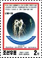 Dianthus chinensis