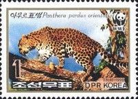 Amur Leopard (Panthera pardus orientalis)