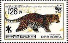 Amur Leopard (Panthera pardus orientalis)