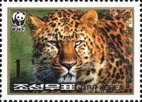Amur Leopard (Panthera pardus orientalis)
