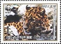 Amur Leopard (Panthera pardus orientalis)