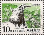 Domestic Goat (Capra aegagrus hircus) 