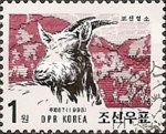 Domestic Goat (Capra aegagrus hircus)