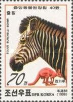 Burchell’s Zebra (Equus quagga burchellii)