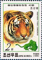 Tiger (Panthera tigris)