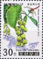 Styrax obassia