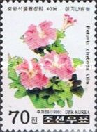 Petunia hybrida