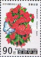 Impatiens hybrida
