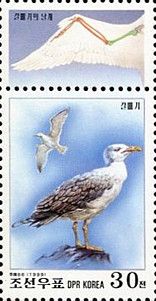 Seagull