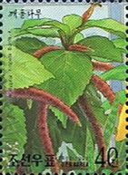 Acalypha hispida