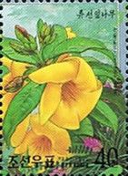 Allamanda neriifolia
