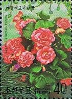 Begonia x hiemalis