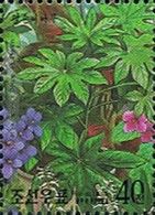 Fatsia japonica