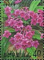 Streptocarpus hybrida