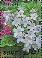 Streptocarpus rexii