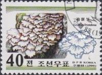 Grifolia frondosa