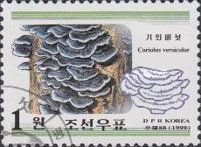 Coriolus versicolor