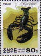 Common Lobster (Homarus vulgaris)