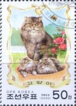 Mother Cat and Kittens (Felis silvestris catus) in Basket