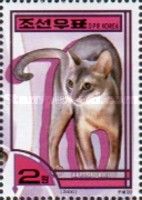 Blue Abyssinian (Felis silvestris catus)