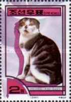 Scottish Fold Tabby (Felis silvestris catus)