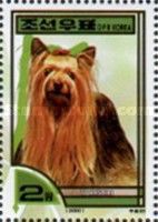 Yorkshire-Terrier (Canis lupus familiaris)