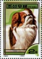 Japanese Chin (Canis lupus familiaris)