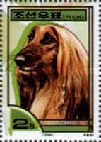Afghan Hound (Canis lupus familiaris)
