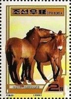 Przewalski’s Horse (Equus przewalskii)