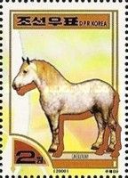 Gray Horse (Equus ferus caballus)