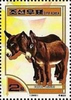 Donkey (Equus asinus asinus)